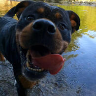Run Club Dog
